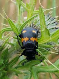 Attēlu rezultāti vaicājumam “Nicrophorus investigator imago”