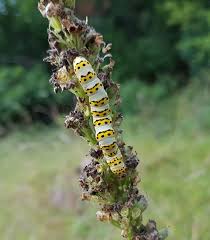 Attēlu rezultāti vaicājumam “Shargacucullia scrophulariae larva”
