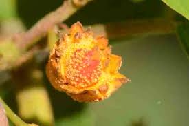 Attēlu rezultāti vaicājumam “Puccinia coronata”