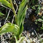 Attēlu rezultāti vaicājumam “Epipactis atrorubens leaf”