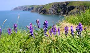 Attēlu rezultāti vaicājumam “Vicia cracca bud”