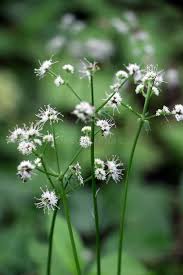 Attēlu rezultāti vaicājumam “Sanicula europaea flower”