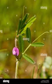 Attēlu rezultāti vaicājumam “Vicia lathyroides”