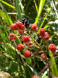 Attēlu rezultāti vaicājumam “Rubus nessensis fruit”
