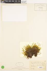 Attēlu rezultāti vaicājumam “Scorpidium cossonii”