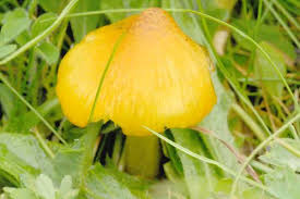 Attēlu rezultāti vaicājumam “Hygrocybe acutoconica”