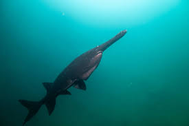 Image result for Polyodon spathula