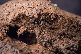 Attēlu rezultāti vaicājumam “Lindbladia tubulina”