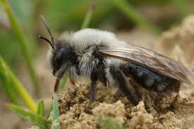 Attēlu rezultāti vaicājumam “Andrena vaga”