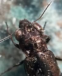 Attēlu rezultāti vaicājumam “Notiophilus biguttatus”