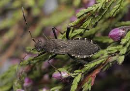 Attēlu rezultāti vaicājumam “Alydus calcaratus”