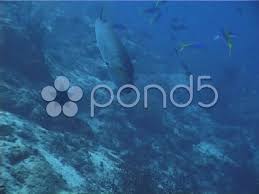 Image result for Aprion virescens