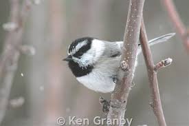 Image result for Poecile montana