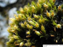 Attēlu rezultāti vaicājumam “Orthotrichum speciosum”