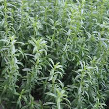 Image result for Bohnenkraut