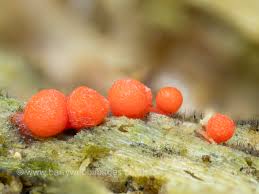 Attēlu rezultāti vaicājumam “Lycogala roseosporum spores”