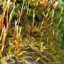 Attēlu rezultāti vaicājumam “Serpoleskea subtilis sporophyte”