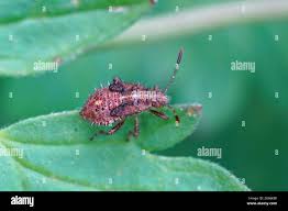 Attēlu rezultāti vaicājumam “Rhopalus maculatus”