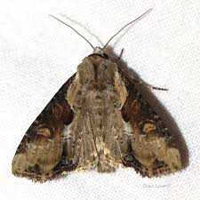 Attēlu rezultāti vaicājumam “Apamea ophiogramma”