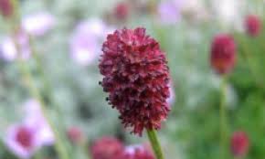 Image result for Sanguisorba officinalis