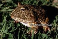 Image result for Ceratophrys ornata