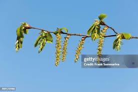 Attēlu rezultāti vaicājumam “Carpinus betulus female flower”