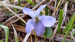 Attēlu rezultāti vaicājumam “Viola hirta flower”
