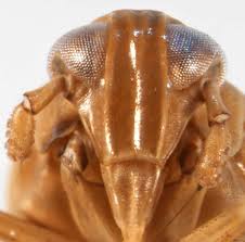 Attēlu rezultāti vaicājumam “Delphacidae”