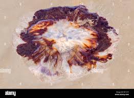 Image result for Cyanea capillata