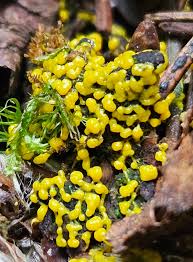 Attēlu rezultāti vaicājumam “Physarum viride”