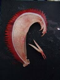 Image result for Cyprinus megalophthalmus