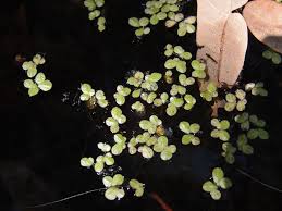 Attēlu rezultāti vaicājumam “Lemna gibba”