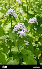 Attēlu rezultāti vaicājumam “Lunaria rediviva flower”