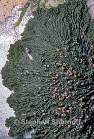 Attēlu rezultāti vaicājumam “Collema flaccidum”