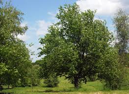 Attēlu rezultāti vaicājumam “Betula”