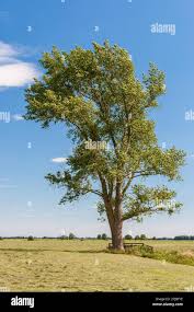 Attēlu rezultāti vaicājumam “Populus x canescens”