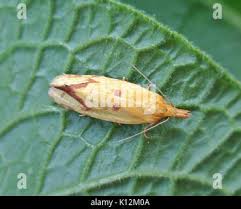 Attēlu rezultāti vaicājumam “Agapeta hamana”