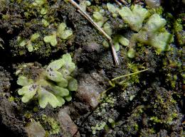 Attēlu rezultāti vaicājumam “Riccia glauca”