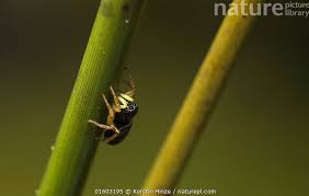 Attēlu rezultāti vaicājumam “Heliophanus sp.”