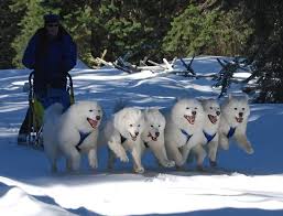 Image result for Team Ice Fire British Sled Dog Racing Team