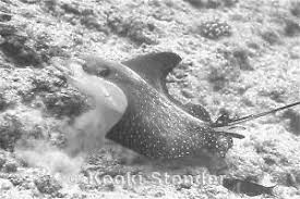 Image result for Aetobatus ocellatus