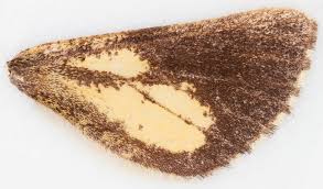 Attēlu rezultāti vaicājumam “Bupalus piniaria male”