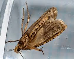 Attēlu rezultāti vaicājumam “Agonopterix heracliana”