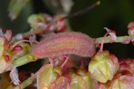 Attēlu rezultāti vaicājumam “Lycaena phlaeas female”