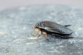 Attēlu rezultāti vaicājumam “Acilius sulcatus”