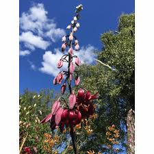 Attēlu rezultāti vaicājumam “Lilium martagon”