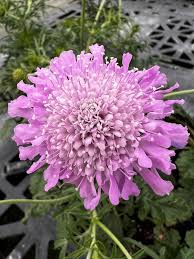 Image result for Scabiosa columbaria