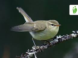 Attēlu rezultāti vaicājumam “Phylloscopus trochiloides adult”