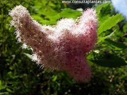 Attēlu rezultāti vaicājumam “Spiraea salicifolia flower”