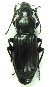 Attēlu rezultāti vaicājumam “Pterostichus melanarius”